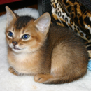kitten